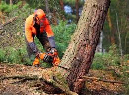 How Our Tree Care Process Works  in  Ludington, MI